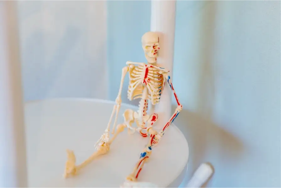 身体の仕組みを説明する骨格模型